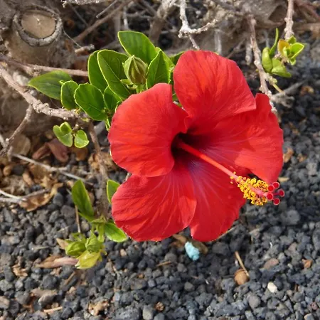 Castillo 칼레타데푸스테